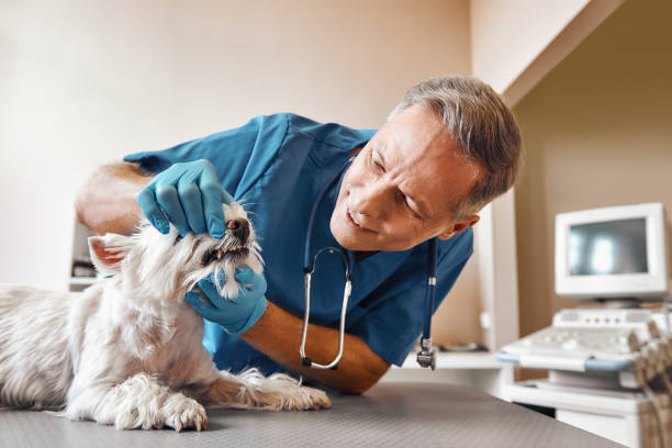 Best Emergency Dentist for Special Needs Patients in Waldorf, MD